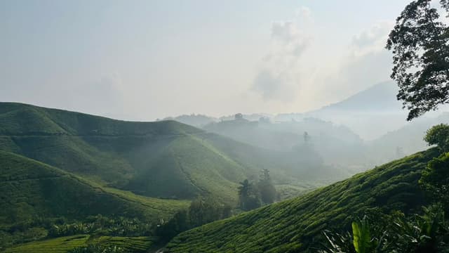 Mossy Forest Cameron Highlands - Image 8